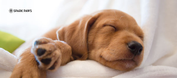 How To Tire Out a Puppy Indoors