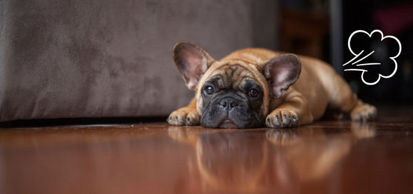 Why Do Frenchies Fart So Much? (And What You Can Do About It)