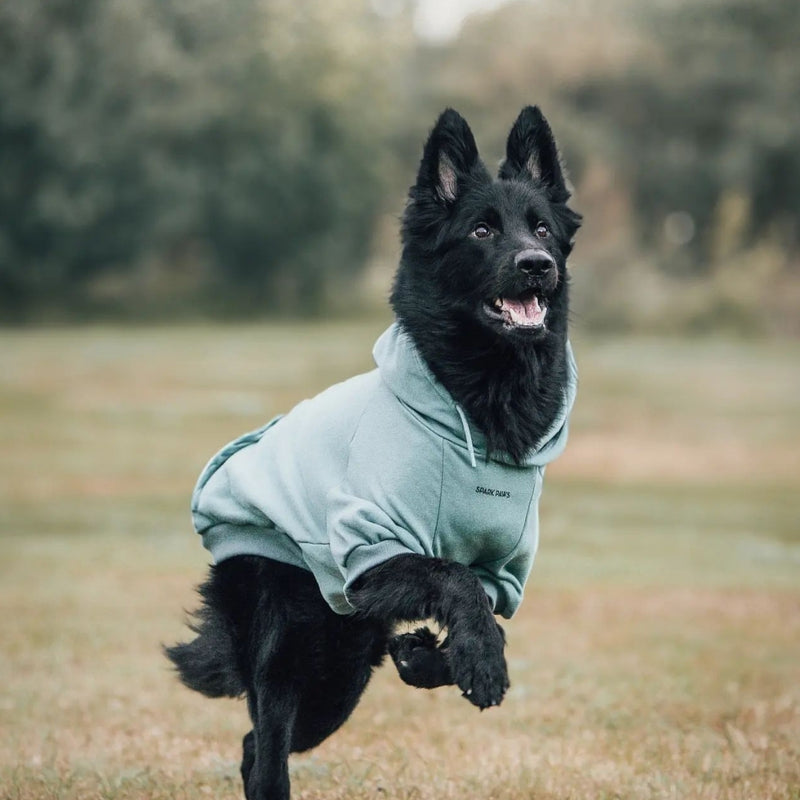 Essential Dog Hoodie - Teal