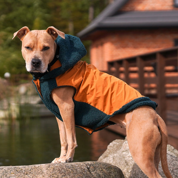 Buy dog coats best sale