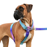 Comfort Control No-Pull Dog Harness Set - 90s Retro