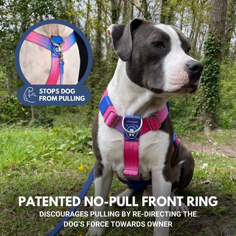 Comfort Control No-Pull Dog Harness Set - Snow Cone