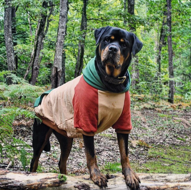 Ranger Dog Hoodie