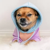 Cotton Candy Dog Hoodie