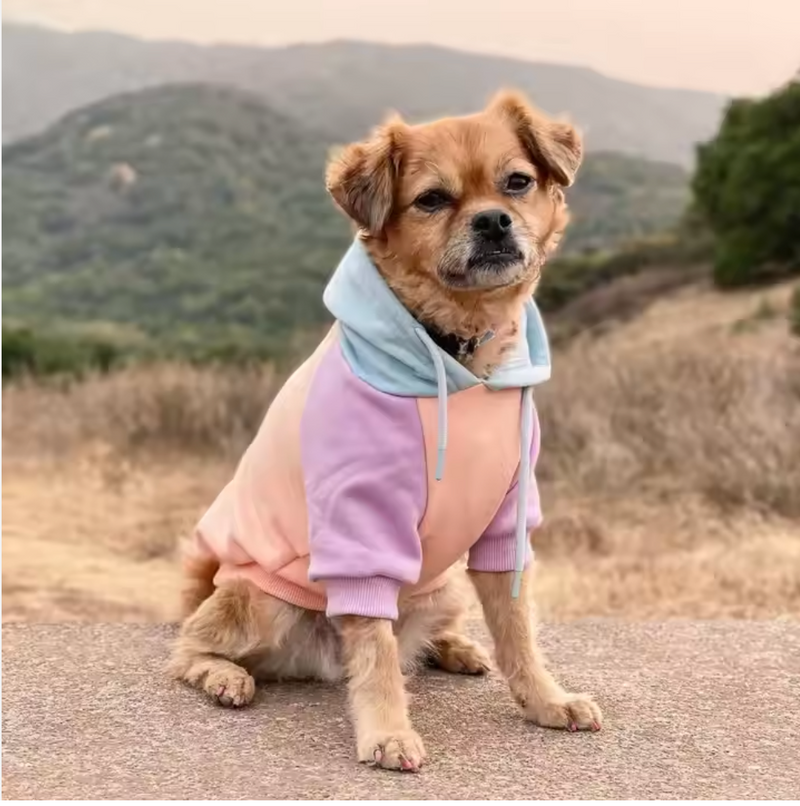 Cotton Candy Dog Hoodie